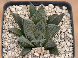 Image result for Haworthia mix