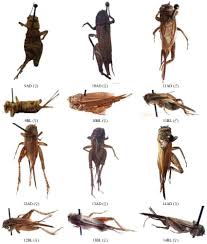 Attēlu rezultāti vaicājumam “Gryllus domesticus”