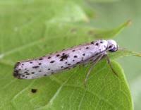 Attēlu rezultāti vaicājumam “Yponomeuta plumbella”