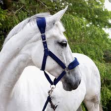 Image result for White Horse Model Club