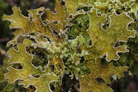 Attēlu rezultāti vaicājumam “Isothecium myosuroides sporophyte”