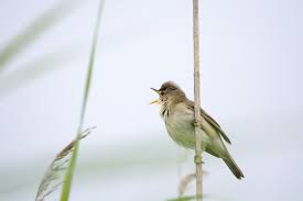 Attēlu rezultāti vaicājumam “Acrocephalus schoenobaenus adult”