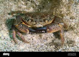 Image result for Eriphia verrucosa