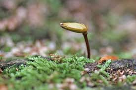 Attēlu rezultāti vaicājumam “Buxbaumia viridis”