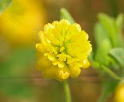 Attēlu rezultāti vaicājumam “Medicago lupulina flower”