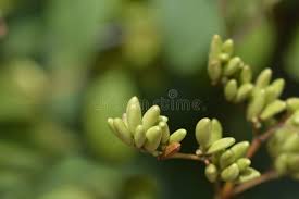 Attēlu rezultāti vaicājumam “Syringa vulgaris fruit”