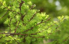 Attēlu rezultāti vaicājumam “Larix kaempferi leaf”