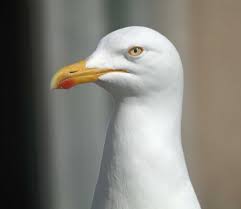 Attēlu rezultāti vaicājumam “Larus argentatus nest”