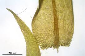 Attēlu rezultāti vaicājumam “Warnstorfia fluitans”