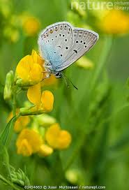 Attēlu rezultāti vaicājumam “Agrodiaetus amandus”