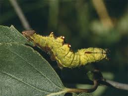 Attēlu rezultāti vaicājumam “Notodonta dromedarius”