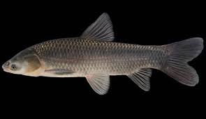 Image result for Mylopharyngodon piceus