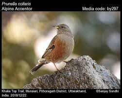 Image result for Prunella collaris