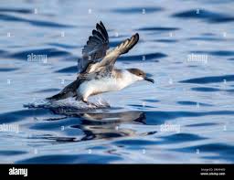 Image result for Puffinus gravis