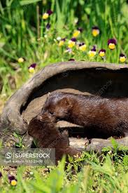 Attēlu rezultāti vaicājumam “Mustela vison”