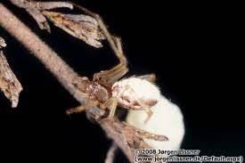 Attēlu rezultāti vaicājumam “Neottiura bimaculata”