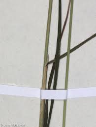 Attēlu rezultāti vaicājumam “Poa palustris leaf”