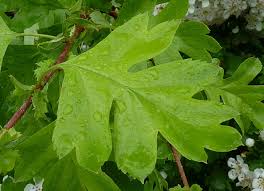 Attēlu rezultāti vaicājumam “Crataegus x macrocarpa leaf”