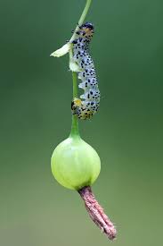 Attēlu rezultāti vaicājumam “Nematus ribesii”