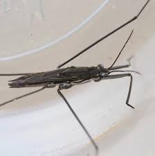 Attēlu rezultāti vaicājumam “Aquarius najas”