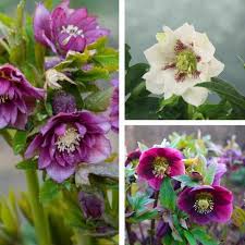 Image result for Seekanne