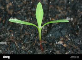 Attēlu rezultāti vaicājumam “Polygonum aviculare leaf”