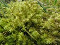 Attēlu rezultāti vaicājumam “Riccia cavernosa”