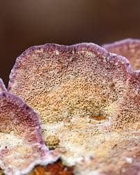 Attēlu rezultāti vaicājumam “Trichaptum abietinum”