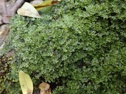 Attēlu rezultāti vaicājumam “Saelania glaucescens”