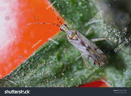 Attēlu rezultāti vaicājumam “Dicyphus sp.”