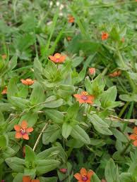 Attēlu rezultāti vaicājumam “Anagallis arvensis flower”
