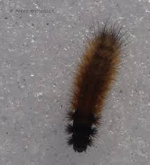 Attēlu rezultāti vaicājumam “Arctia caja larva”