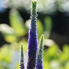 Attēlu rezultāti vaicājumam “Veronica spicata flower”