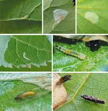 Attēlu rezultāti vaicājumam “Phytocoris tiliae imago”