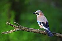 Attēlu rezultāti vaicājumam “Garrulus glandarius adult”