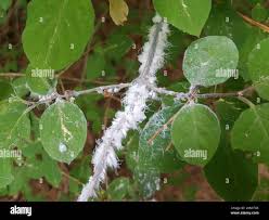 Attēlu rezultāti vaicājumam “Prociphilus xylostei”