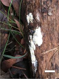 Attēlu rezultāti vaicājumam “Ceriporia”