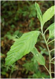 Attēlu rezultāti vaicājumam “Mentha x verticillata leaf”