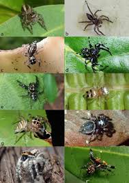 Attēlu rezultāti vaicājumam “Salticidae”