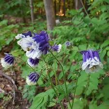 Image result for Aquilegia