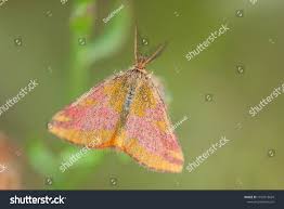 Attēlu rezultāti vaicājumam “Lythria cruentaria”