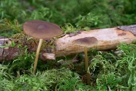 Attēlu rezultāti vaicājumam “Strobilurus esculentus”