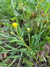 Attēlu rezultāti vaicājumam “Ranunculus auricomus leaf”