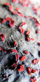 Attēlu rezultāti vaicājumam “Nectria sp., Neonectria sp.”