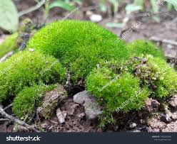 Attēlu rezultāti vaicājumam “Grimmia pulvinata”