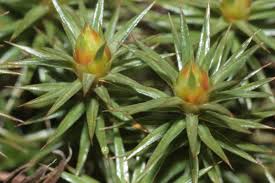Attēlu rezultāti vaicājumam “Polytrichum juniperinum”