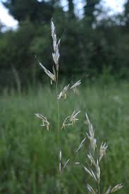 Attēlu rezultāti vaicājumam “Helictotrichon pubescens”