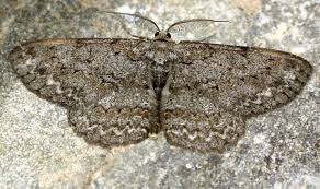 Attēlu rezultāti vaicājumam “Hypomecis punctinalis”