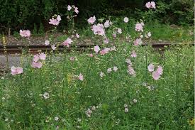 Image result for Malva alcea