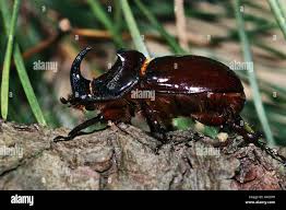 Attēlu rezultāti vaicājumam “Oryctes nasicornis male”